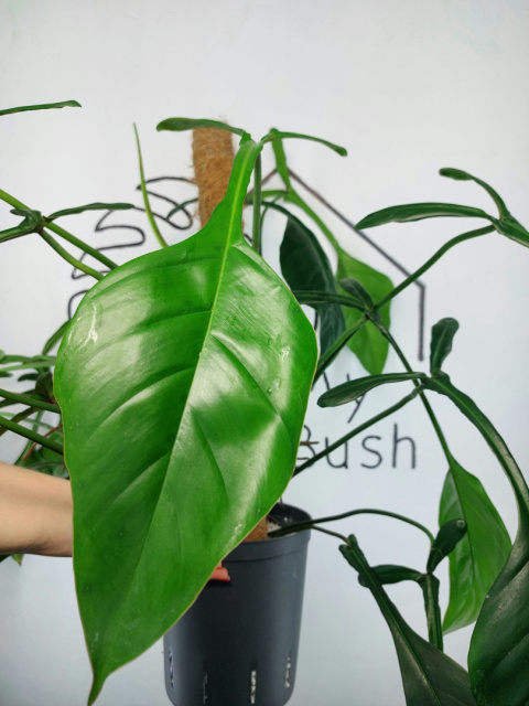 Philodendron Joepii XXL | Sadzonka 1 | 70cm