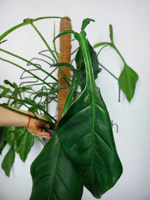 Philodendron Joepii XXL | Sadzonka 1 | 70cm