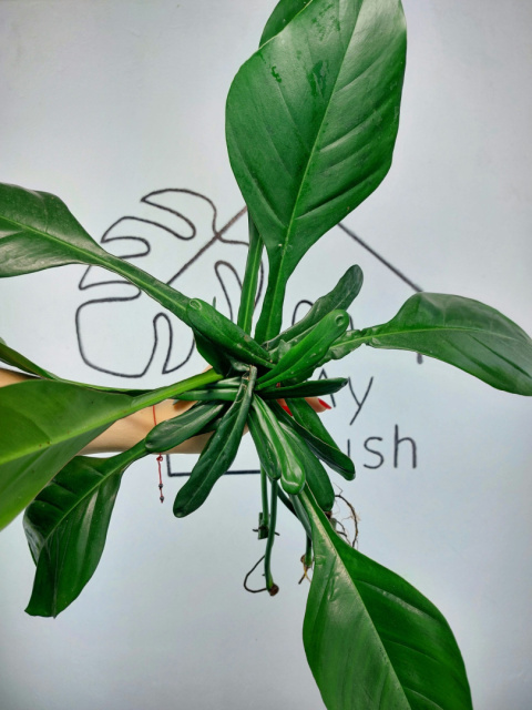 Philodendron Joepii | Pędówka XL