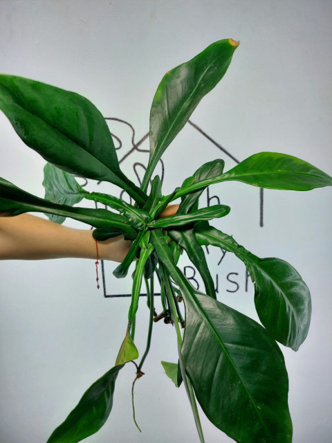 Philodendron Joepii | Pędówka z uszkodzeniem