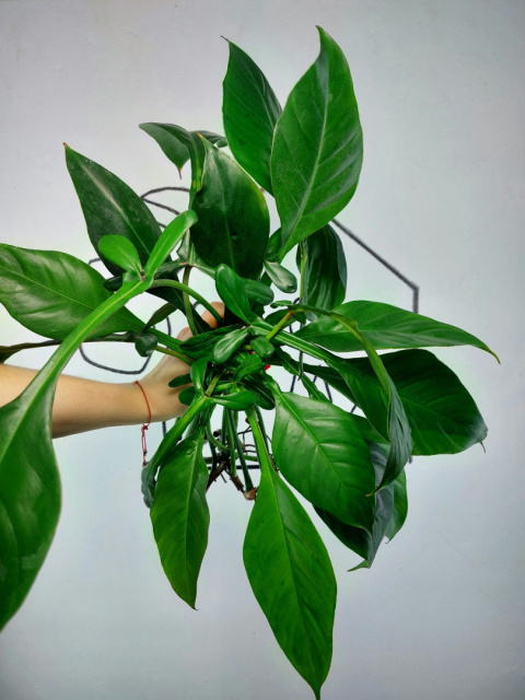 Philodendron Joepii | Pędówka