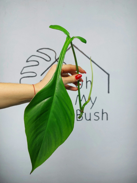 Philodendron Joepii | Szczyt