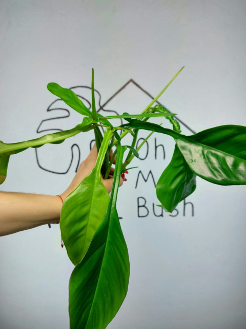 Philodendron Joepii | Szczyt