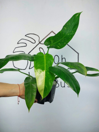 Philodendron Jose Buono | Sadzonka 5 | 55cm