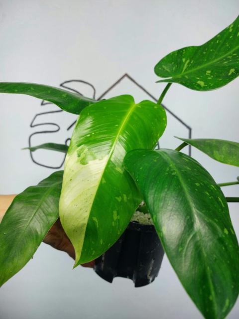 Philodendron Jose Buono | Sadzonka 5 | 55cm