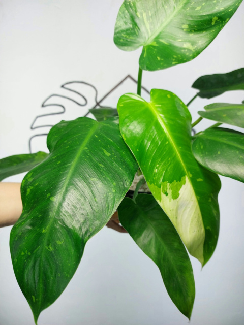 Philodendron Jose Buono | Sadzonka 5 | 55cm