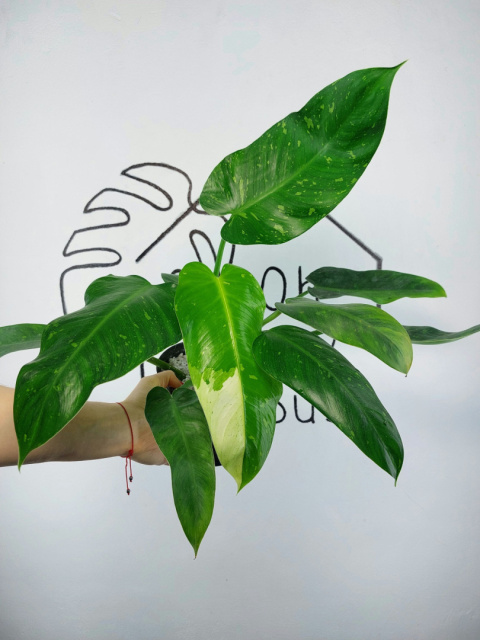 Philodendron Jose Buono | Sadzonka 5 | 55cm