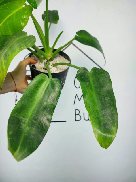 Philodendron Jose Buono | Sadzonka 5 | 55cm