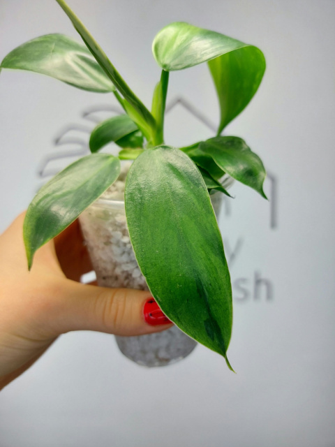 Philodendron Jose Buono | 20-25cm