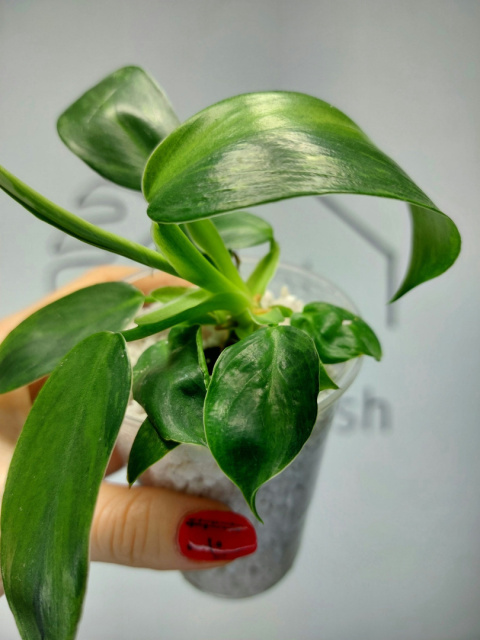 Philodendron Jose Buono | 20-25cm