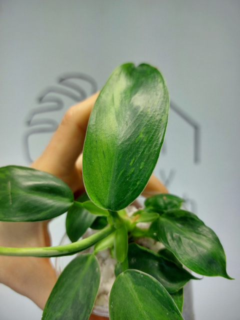 Philodendron Jose Buono | 20-25cm