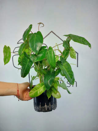 Philodendron Paraiso Verde | 40-50cm