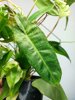 Philodendron Paraiso Verde | 40-50cm