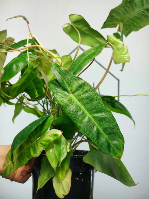 Philodendron Paraiso Verde | 40-50cm