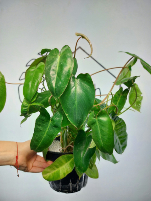 Philodendron Paraiso Verde | 40-50cm