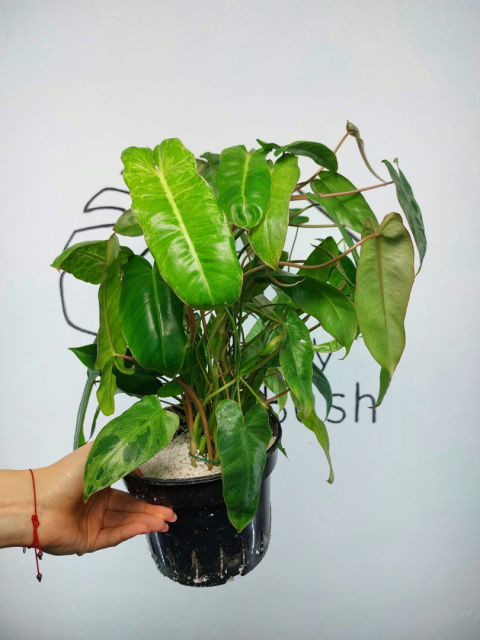 Philodendron Paraiso Verde | 40-50cm