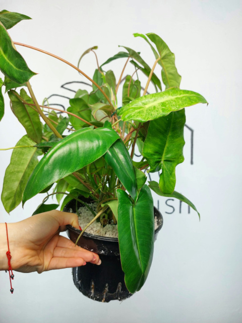 Philodendron Paraiso Verde | 40-50cm