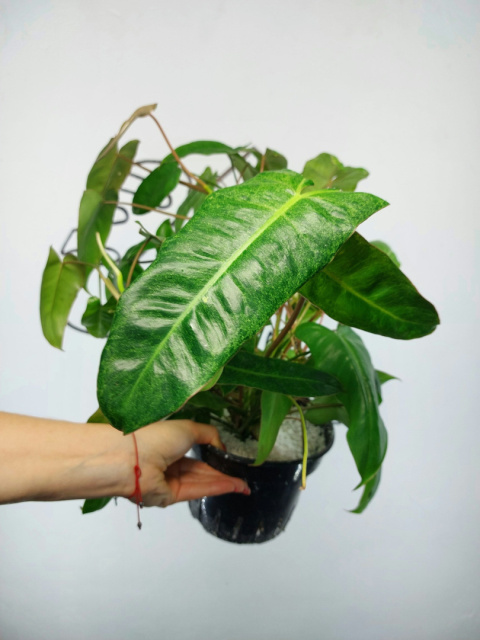 Philodendron Paraiso Verde | 40-50cm