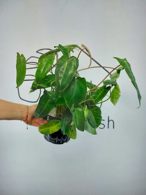 Philodendron Paraiso Verde | 40-50cm