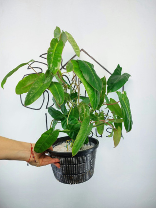 Philodendron Paraiso Verde XXL | 50-60cm