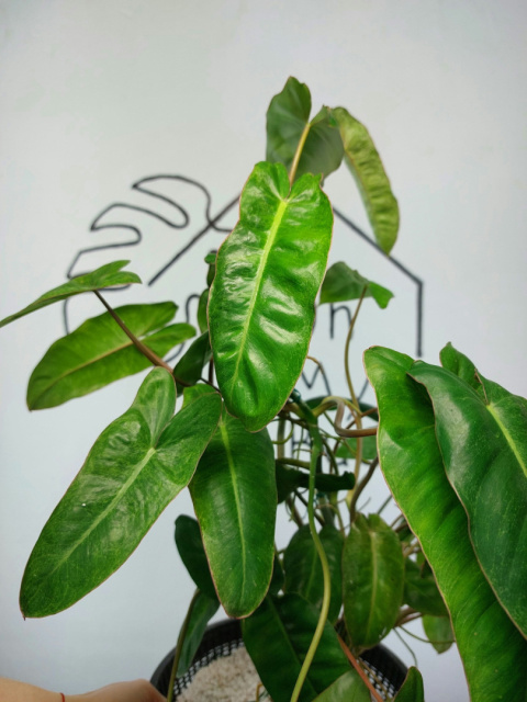 Philodendron Paraiso Verde XXL | 50-60cm