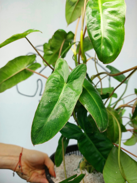 Philodendron Paraiso Verde XXL | 50-60cm