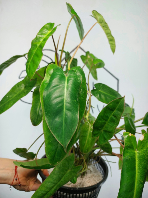 Philodendron Paraiso Verde XXL | 50-60cm