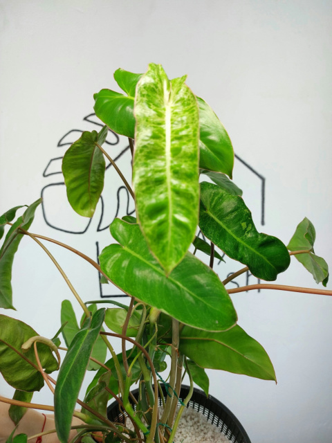 Philodendron Paraiso Verde XXL | 50-60cm