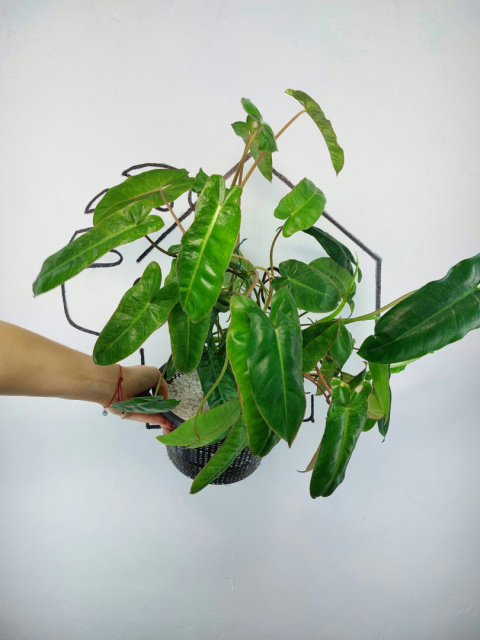 Philodendron Paraiso Verde XXL | 50-60cm