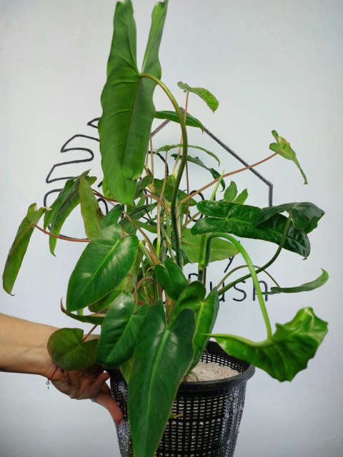 Philodendron Paraiso Verde XXL | 50-60cm