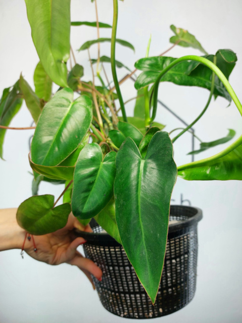 Philodendron Paraiso Verde XXL | 50-60cm