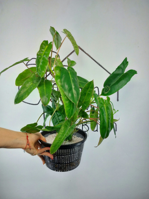 Philodendron Paraiso Verde XXL | 50-60cm