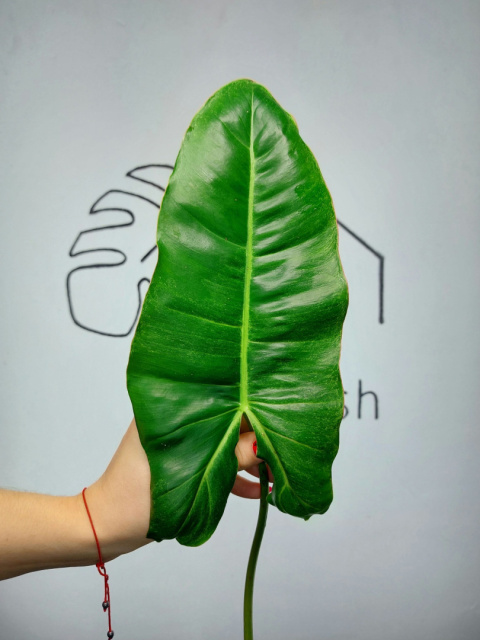 Philodendron Paraiso Verde | Pędówka XL