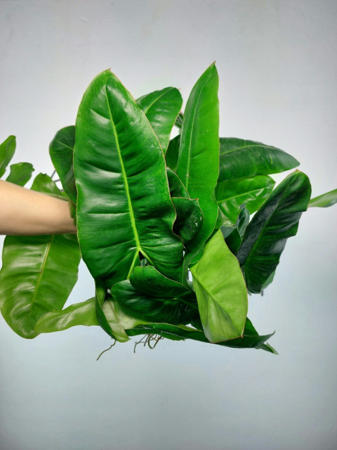 Philodendron Paraiso Verde | Pędówka XL