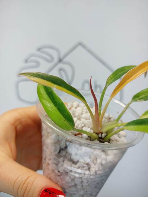 Philodendron Ring of Fire | 10-15cm