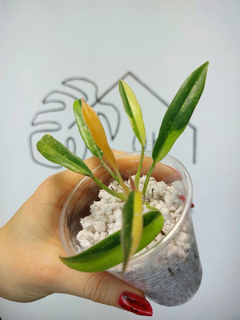 Philodendron Ring of Fire | 10-15cm