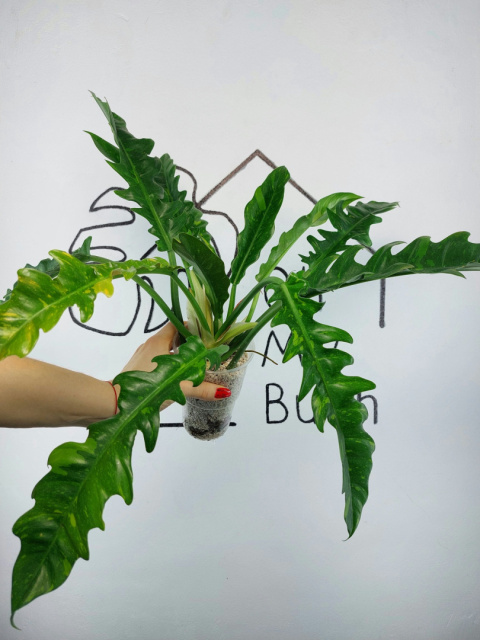 Philodendron Ring of Fire | 30-40cm