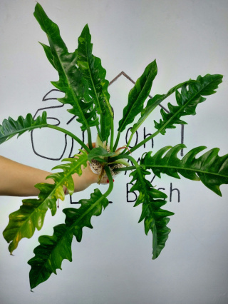 Philodendron Ring of Fire | 30-40cm