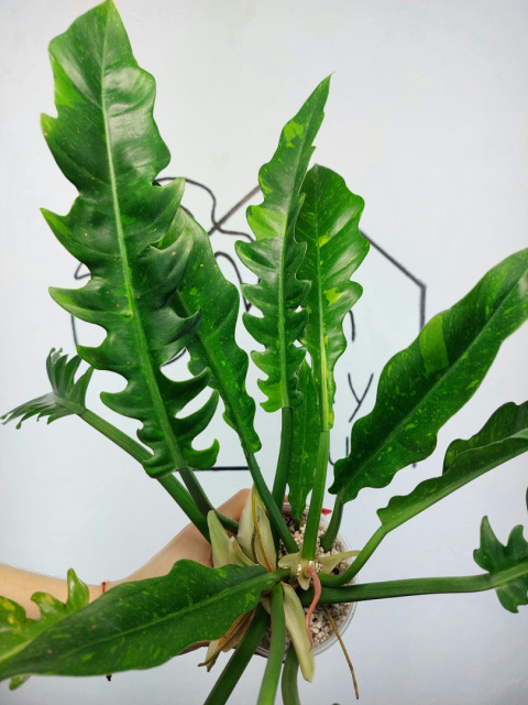 Philodendron Ring of Fire | 30-40cm