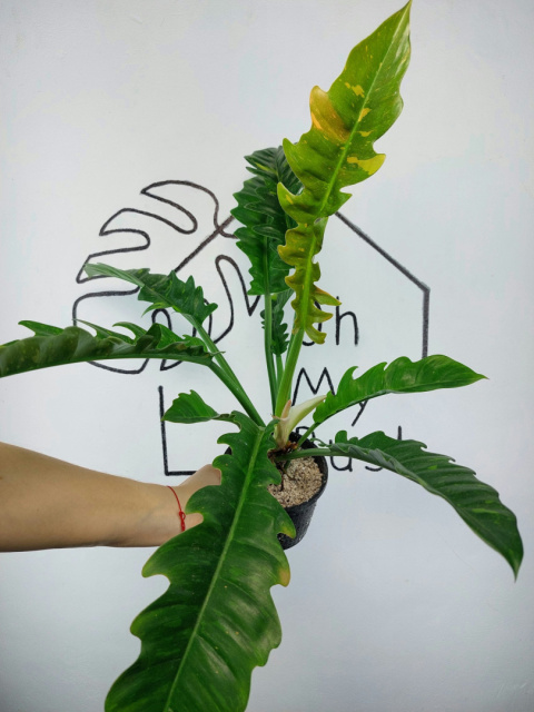 Philodendron Ring of Fire XXL | 40-50cm