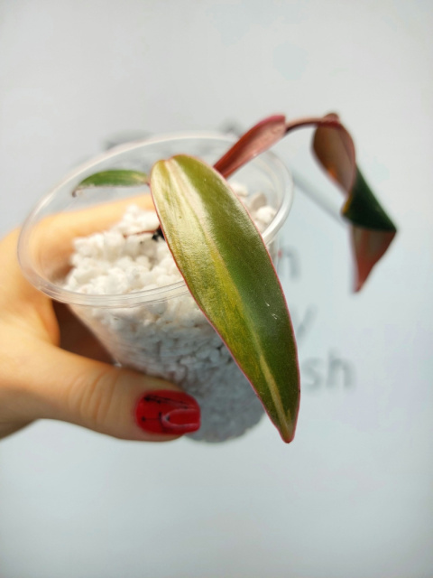 Philodendron Strawberry Shake | 10-15cm