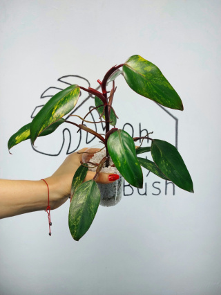 Philodendron Strawberry Shake | 25-30cm