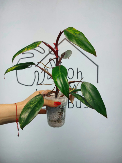 Philodendron Strawberry Shake | 25-30cm