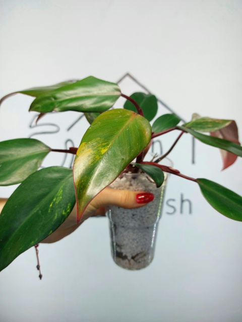 Philodendron Strawberry Shake | Sadzonka 21 | 25cm