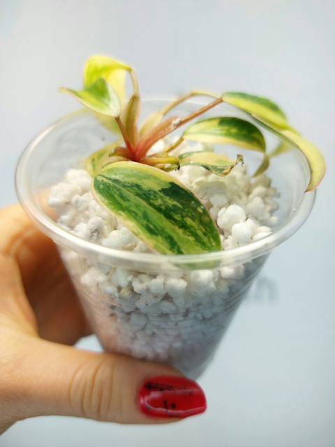 Philodendron Strawberry Shake | Sadzonka 23 | 10cm