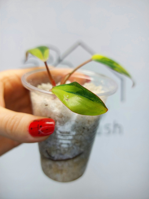 Philodendron Strawberry Shake | Sadzonka 24 | 10cm