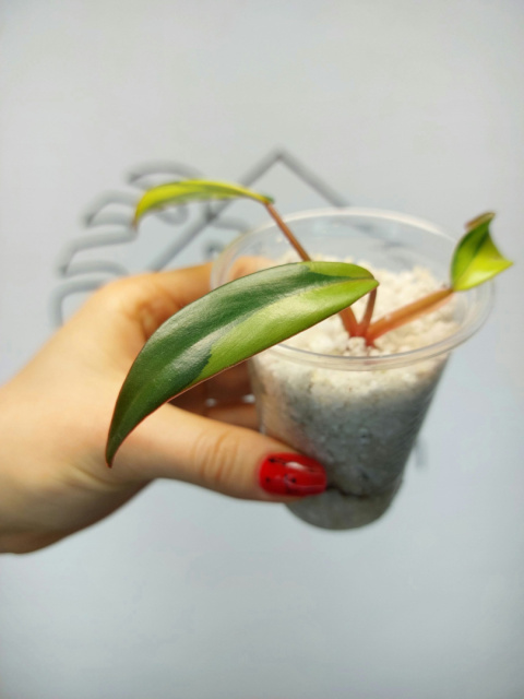 Philodendron Strawberry Shake | Sadzonka 24 | 10cm