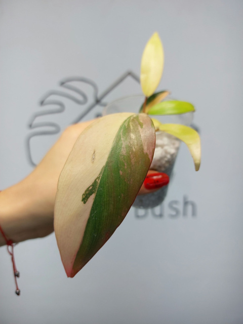 Philodendron Strawberry Shake albinos | 10-15cm