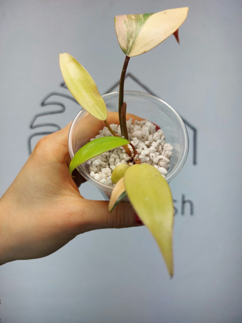 Philodendron Strawberry Shake albinos | 10-15cm