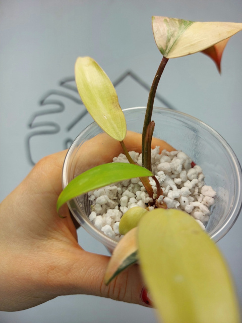 Philodendron Strawberry Shake albinos | 10-15cm